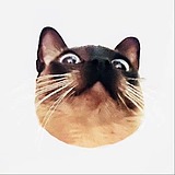 阿甘LU的头像