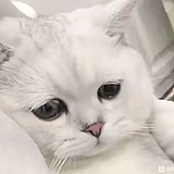 Azurescapeeee的头像