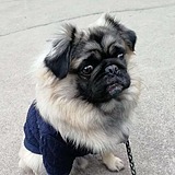 茅几几的头像