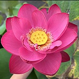 CMKIKI的头像