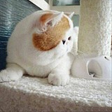 小怪兽受伤了的头像
