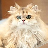 Wmuji帆布包的头像
