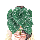 万里花田的头像