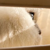 古德猫宁X的头像