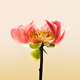 SIHUI1986的头像