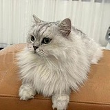 玉玉兔的头像