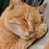 我家楼下的猫的头像