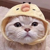 Archbishop的头像