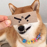叫我鹿先森的头像