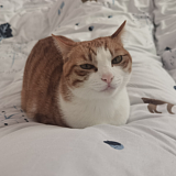呆头小猫的头像