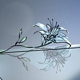 cafuriay的头像