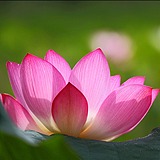 最美夕阳红的头像