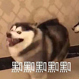 狼酱Arun的头像