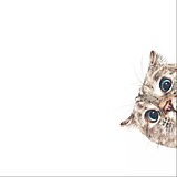 想吃猫de鱼的头像