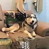 熬坳敖的头像