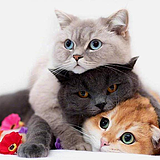 次日猫猫回音的头像