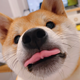PIZAIYANG皮在痒的头像