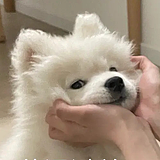巡洋小船的头像