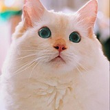 Anne_Y的头像
