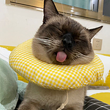 梨子削的头像