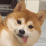圆碌碌的头像