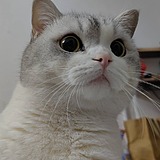 Yang_Jay的头像