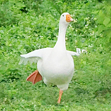 张安安安安的头像