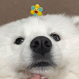 小智C4D的头像