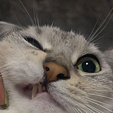 我是猪哥啊的头像