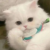 用戶頭像