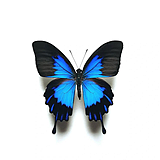 蓝冰蝶butterfly的头像
