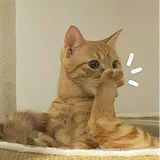 小寒真的不会设计的头像