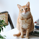 仟玖的猫的头像