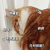 卡卡与呱呱的头像