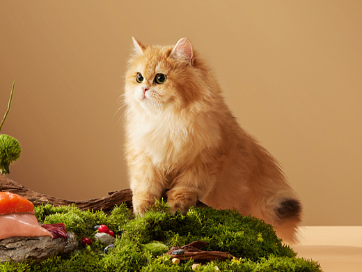 最近的一些猫猫狗狗拍摄