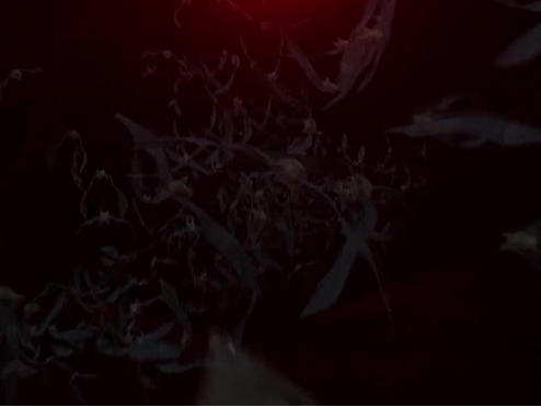 AE模板|黑暗场景黑色蝙蝠群标志LOGO演绎电影预告片