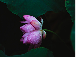 雨中荷花
