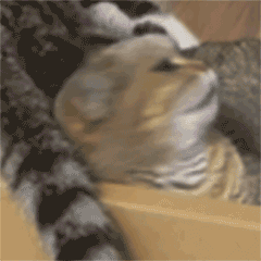 小猫表情包（图ZMzcxNDc4MjUy） - 网络表情 - 站酷设计师无风风风原创素材 - 站酷ZCOOL