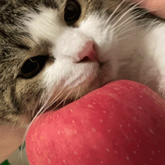 小猫表情包（图ZMzcxNDc4MjU2） - 网络表情 - 站酷设计师无风风风原创素材 - 站酷ZCOOL