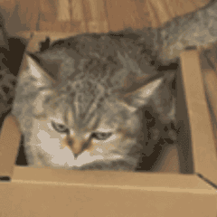 小猫表情包（图ZMzcxNDc4Mjg0） - 网络表情 - 站酷设计师无风风风原创素材 - 站酷ZCOOL