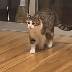 小猫表情包（图ZMzcxNDc4MzEy） - 网络表情 - 站酷设计师无风风风原创素材 - 站酷ZCOOL