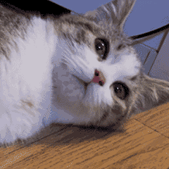 小猫表情包（图ZMzcxNDc4MzM2） - 网络表情 - 站酷设计师无风风风原创素材 - 站酷ZCOOL