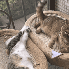 小猫表情包（图ZMzcxNDc4MzQ4） - 网络表情 - 站酷设计师无风风风原创素材 - 站酷ZCOOL