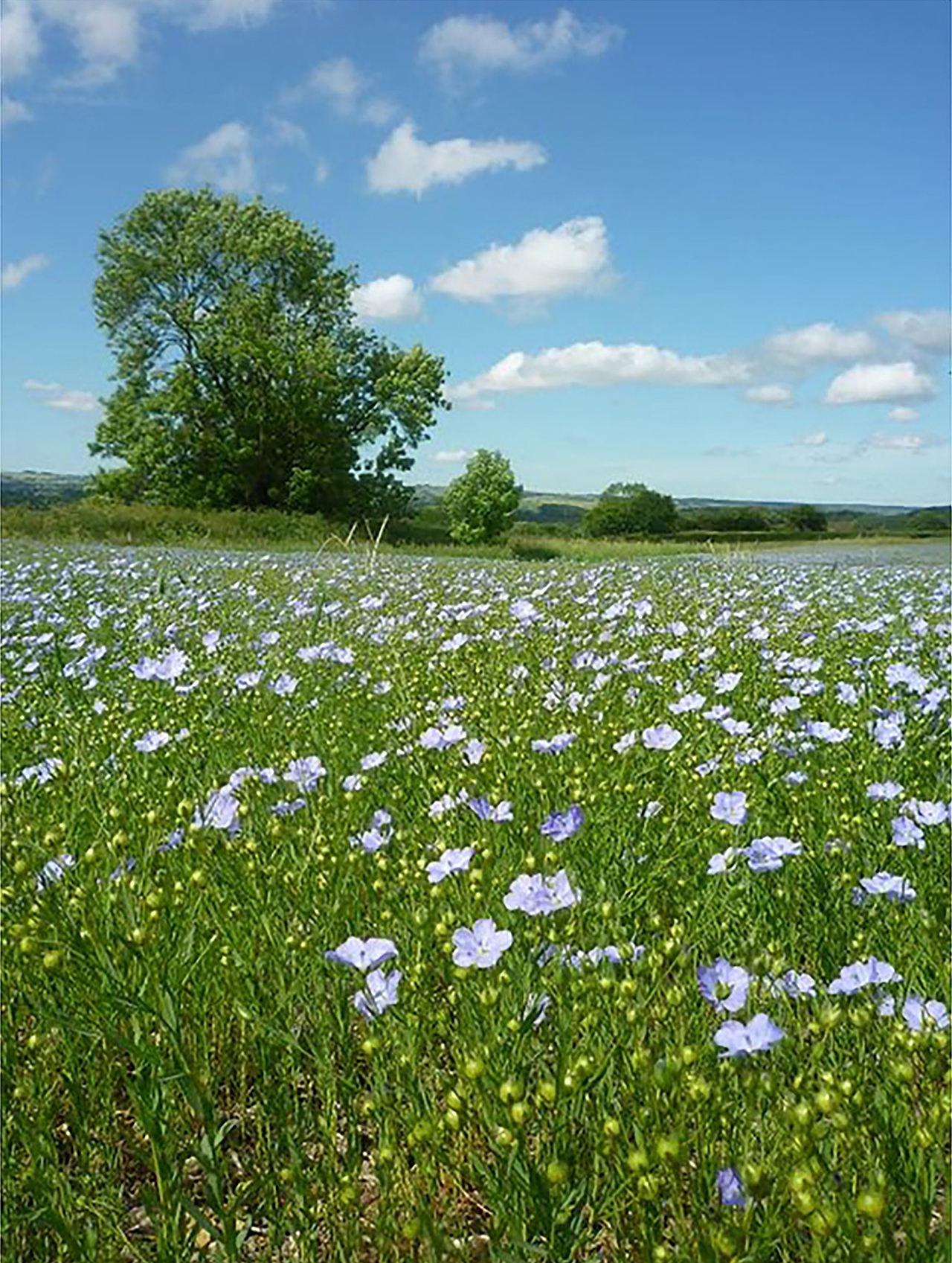 【画师繁星3.0】第二期第一周(第一段)作业
