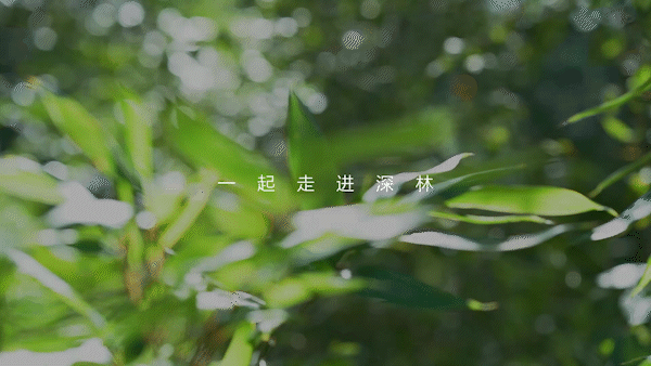 LAN兰 | 森林大自然植物产品电商主图短视频拍摄 杭州