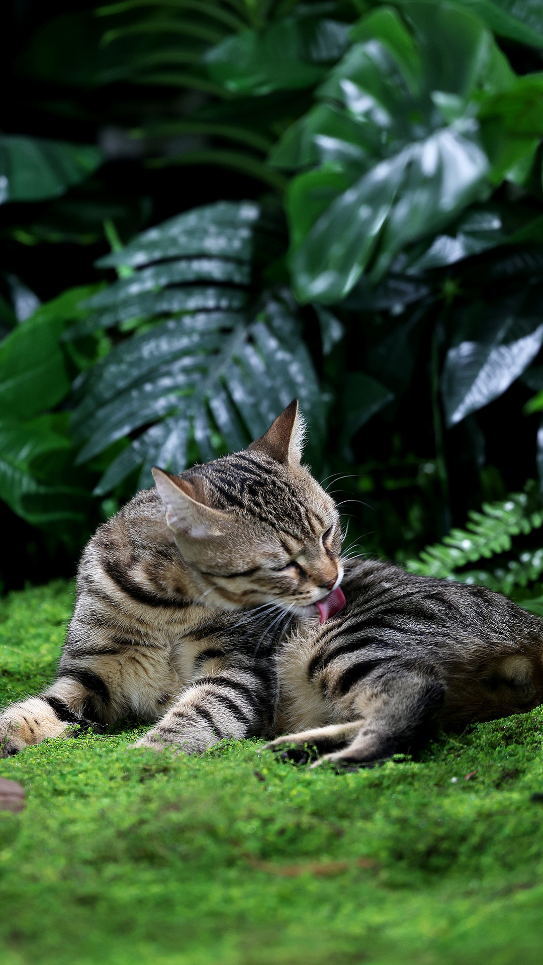 猫粮摄影 | 弗列加特猫罐头拍摄 | 部分花絮（图ZMzcxNTYzMTMy） - 宠物摄影 - 站酷设计师小周董原创素材 - 站酷ZCOOL