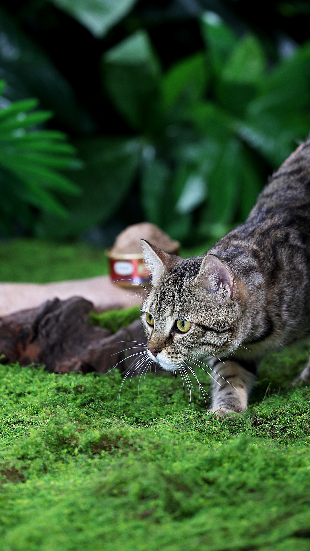 猫粮摄影 | 弗列加特猫罐头拍摄 | 部分花絮（图ZMzcxNTYzMTM2） - 宠物摄影 - 站酷设计师小周董原创素材 - 站酷ZCOOL