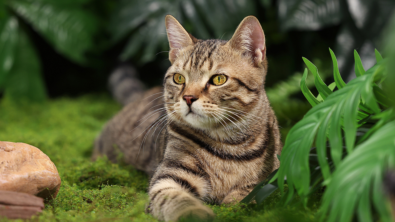 猫粮摄影 | 弗列加特猫罐头拍摄 | 部分花絮（图ZMzcxNTYzMDg4） - 宠物摄影 - 站酷设计师小周董原创素材 - 站酷ZCOOL