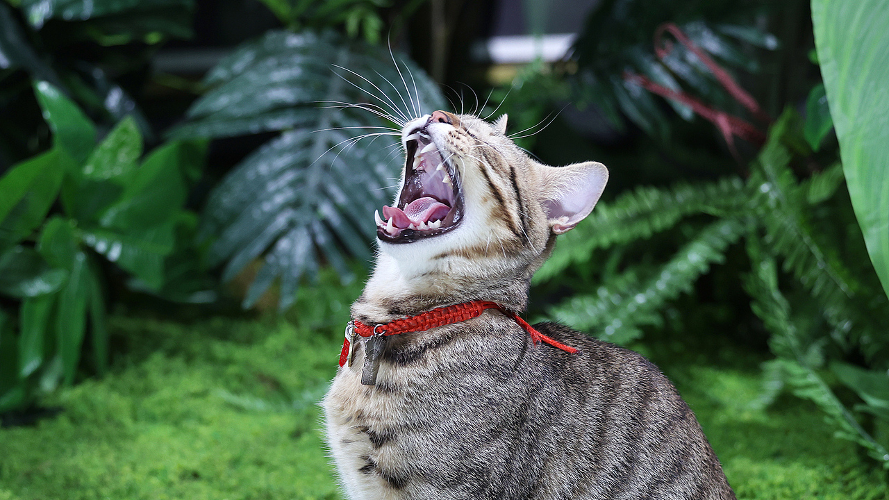 猫粮摄影 | 弗列加特猫罐头拍摄 | 部分花絮（图ZMzcxNTYzMTIw） - 宠物摄影 - 站酷设计师小周董原创素材 - 站酷ZCOOL