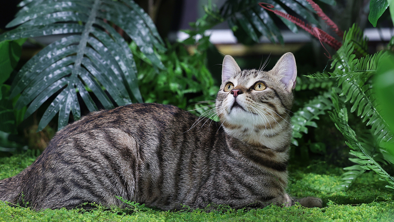 猫粮摄影 | 弗列加特猫罐头拍摄 | 部分花絮（图ZMzcxNTYzMTI4） - 宠物摄影 - 站酷设计师小周董原创素材 - 站酷ZCOOL
